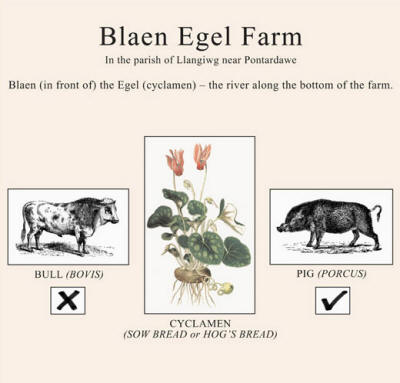 blaen egel