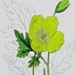 poppy flower